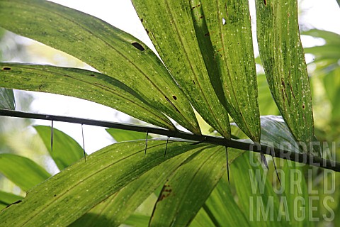   MARAJA PALM